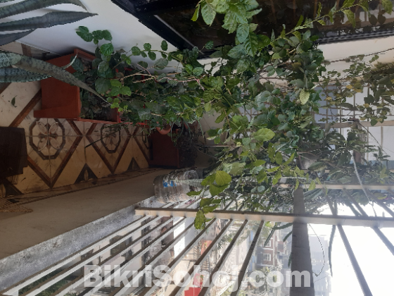 কয়েক রকমের গাছ